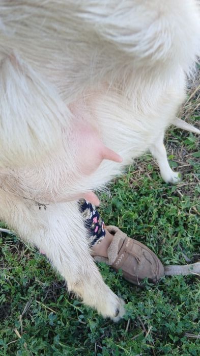 Алпа занен эчки сотилади