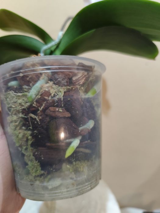 Продам цветущую орхидею