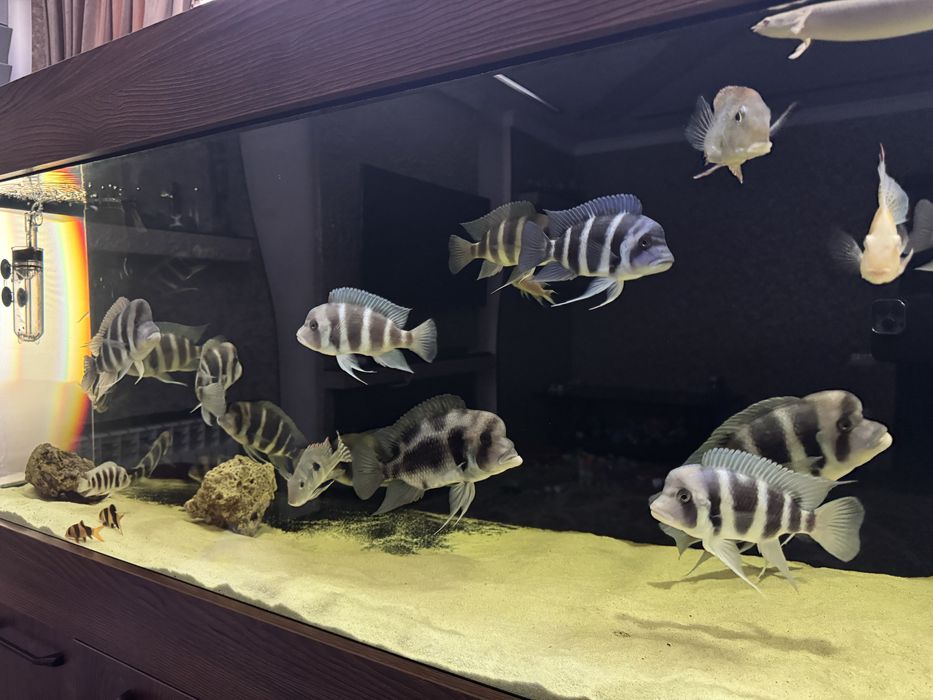 Аквариум) чистый в отличном состоянии).  Рыбы Фронтозы 20+см