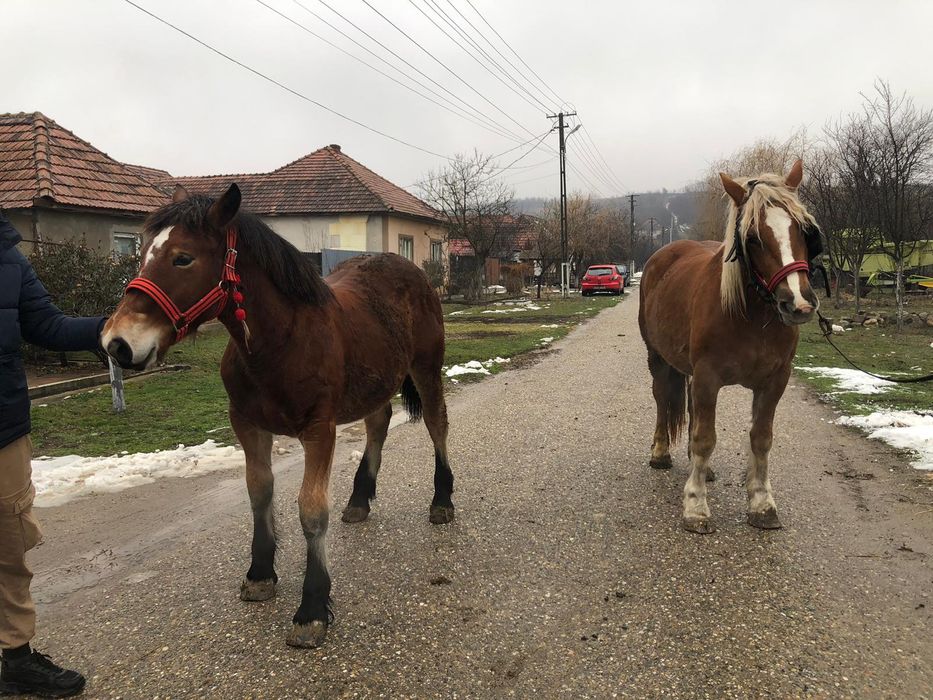 Vând manze 7luni, 3ani
