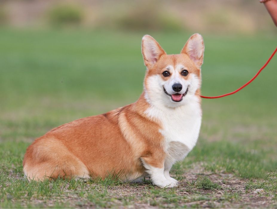 Щенки вельш-корги пемброк