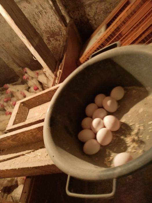 Куры ленгорн выкая яйценоскость