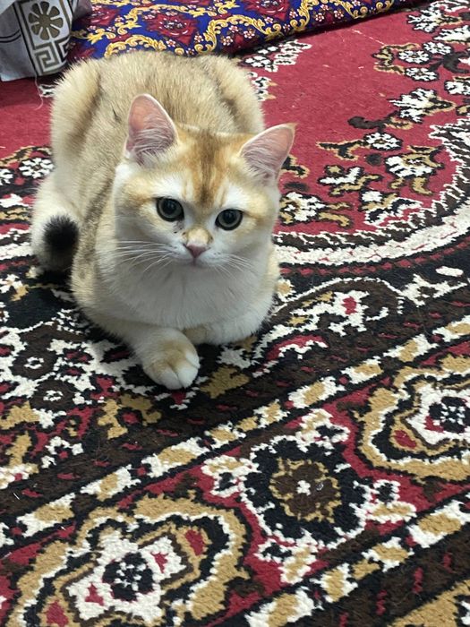 Золотая Шиншилла