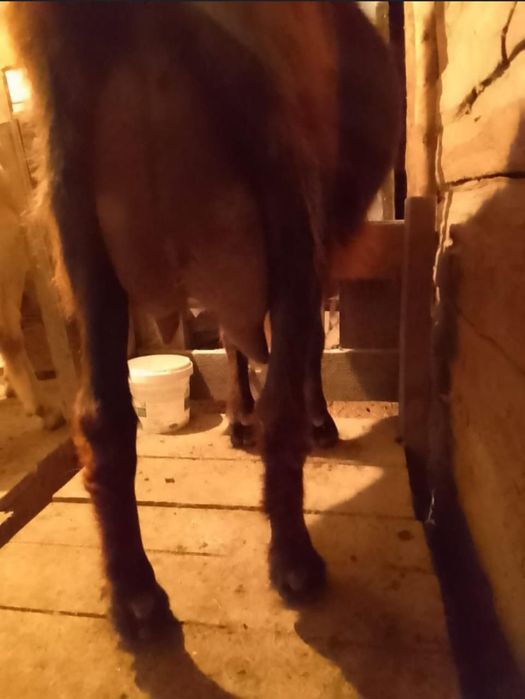 Продам козу дойная