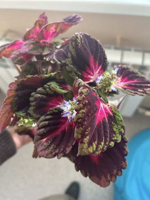 Фикус, эухарис, колеус