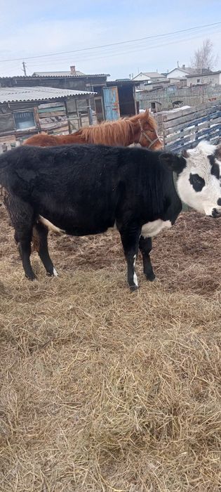 Теленок 14 месячный