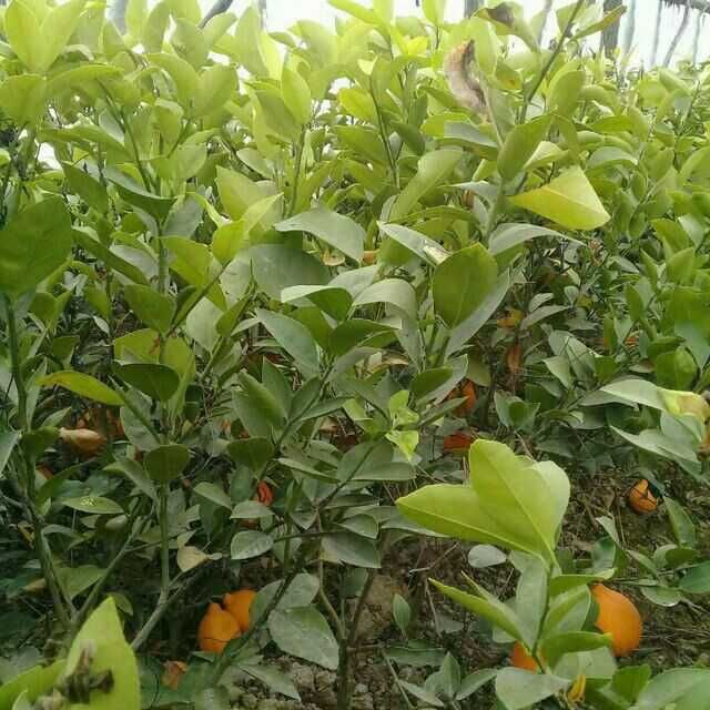 Хосилдорлиги юқори навли лимон. апелсин ва мандарин кўчатларимиз бор .