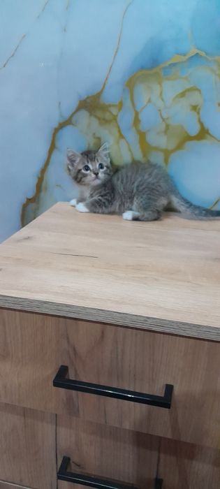 Котёнок, мальчик