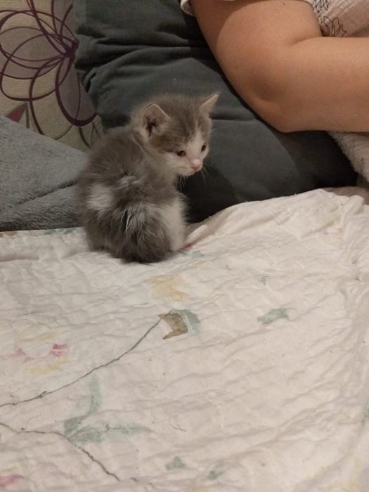 Отдам котят бесплатно
