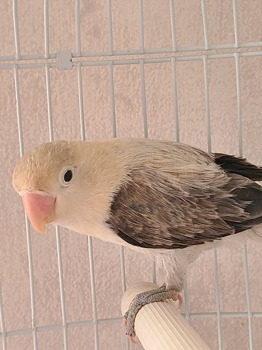 Папугай неразлучник,самка