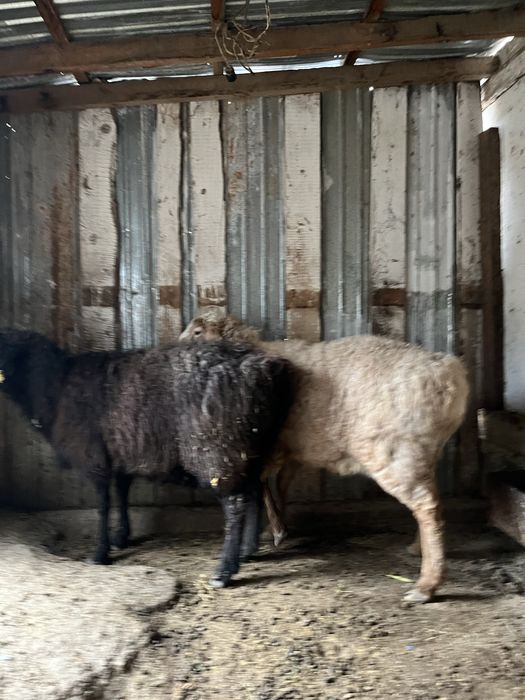 Койлар Овца Союға