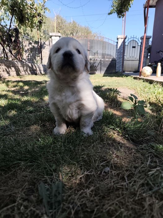 Disponibil pui femelă Golden Retriever