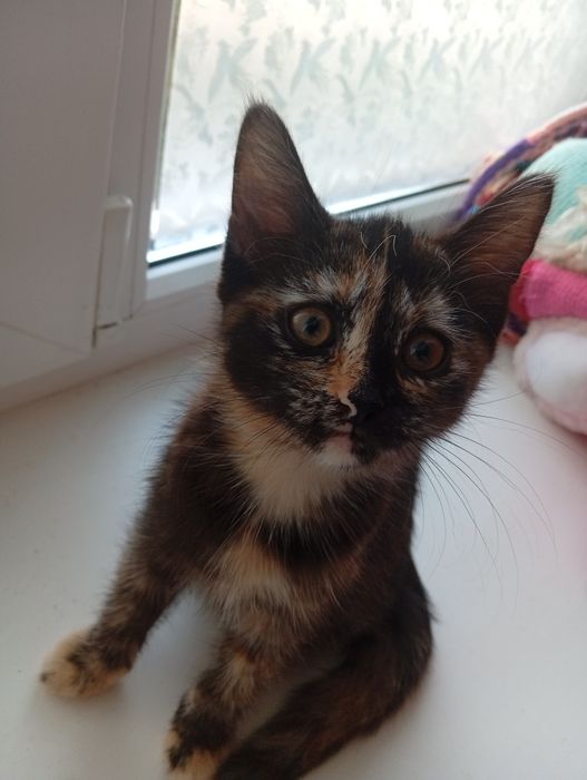 Отдам бесплатно котят