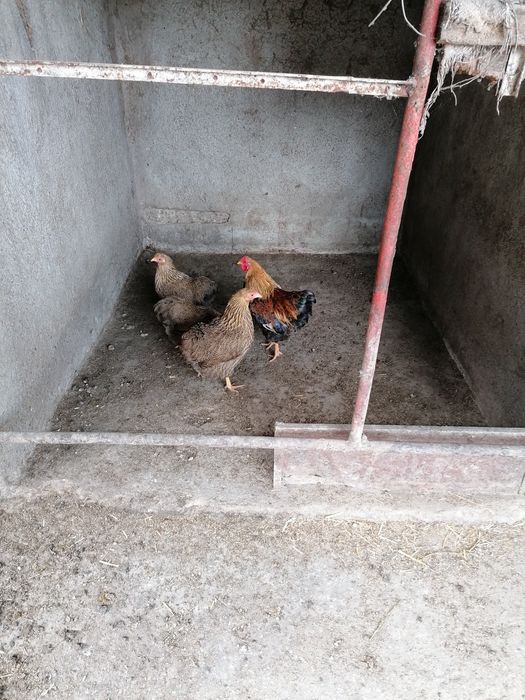 Vând 3 puicute și un cocosel.