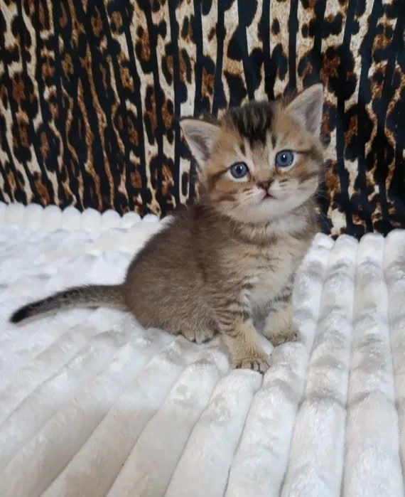 Продается скотиш страйт (Золотой)