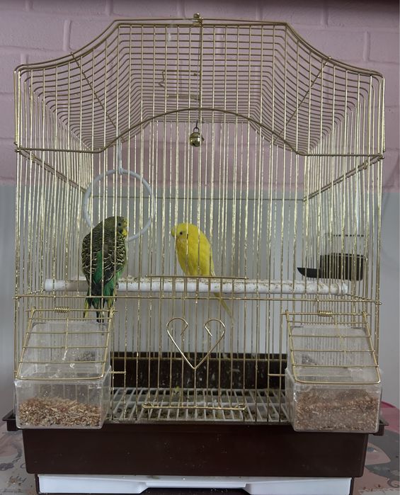 Волнистый попугай