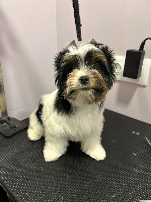 Biewer Yorkie/Бивър