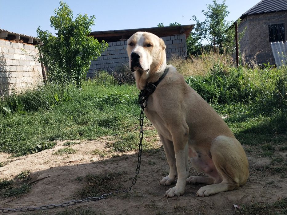 Ит сатылады,собака на продажу