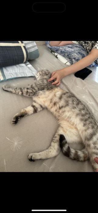 Отдам Кота бесплатно