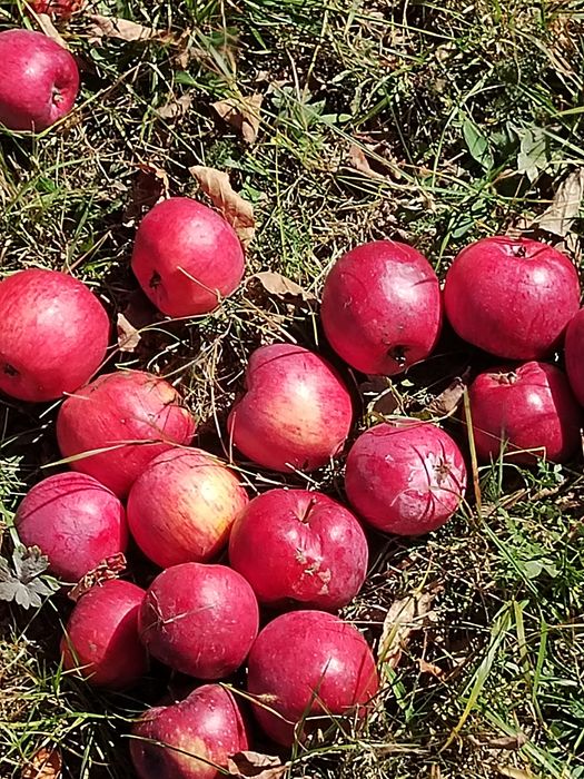Vând mere și pere
