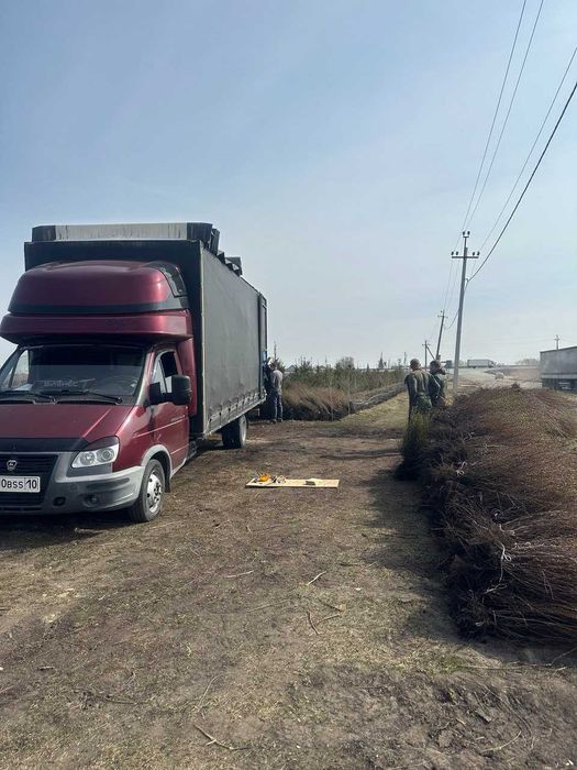 Кизильник блестящий окс