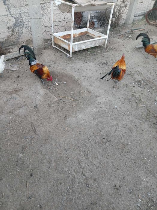 Декоративни кокошки и петли