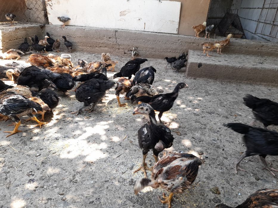 Xanxiyap 3 VA qora shagzoda jersey VA avistirolop jujalari