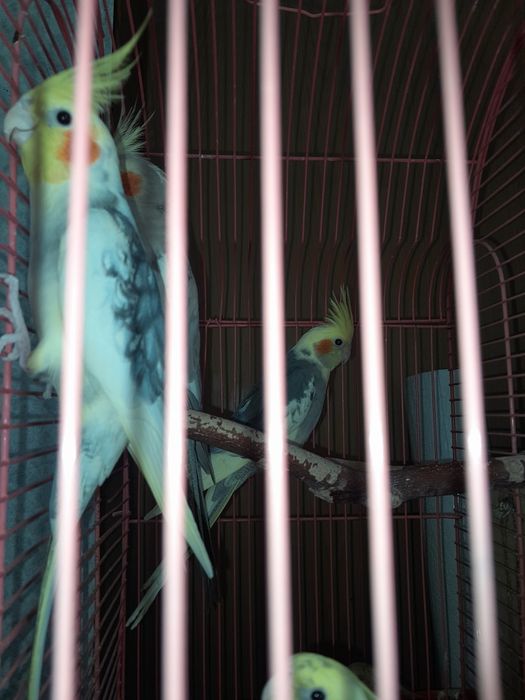 Птенцов попугаев Кореллы