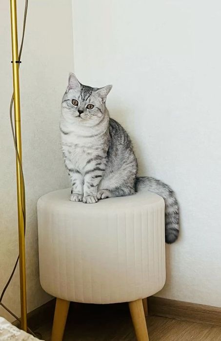 Отдам кота в хорошие руки