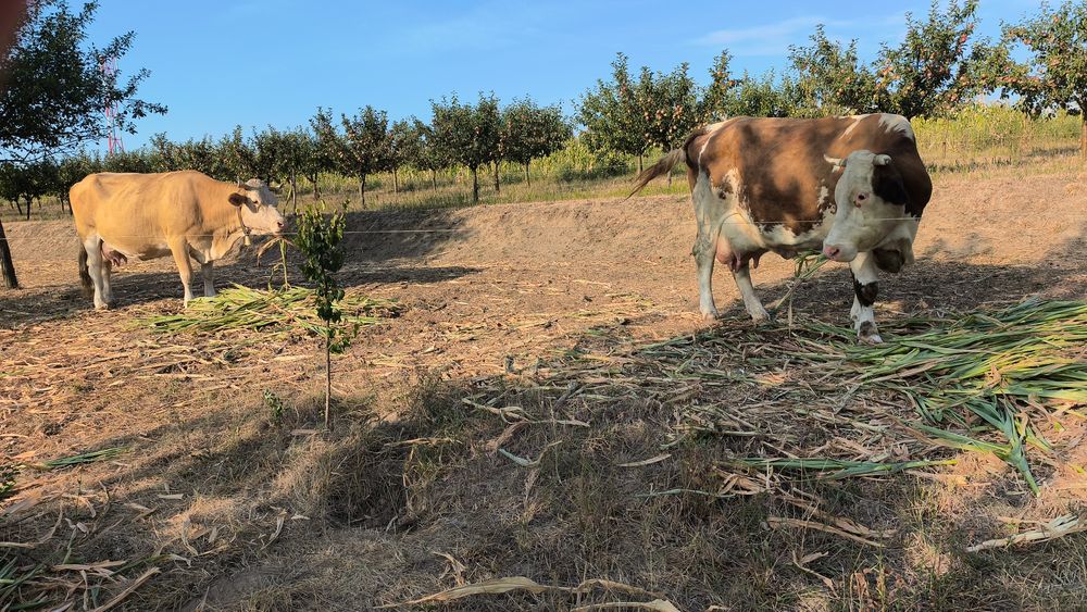 Vaca cu vitea de vânzare