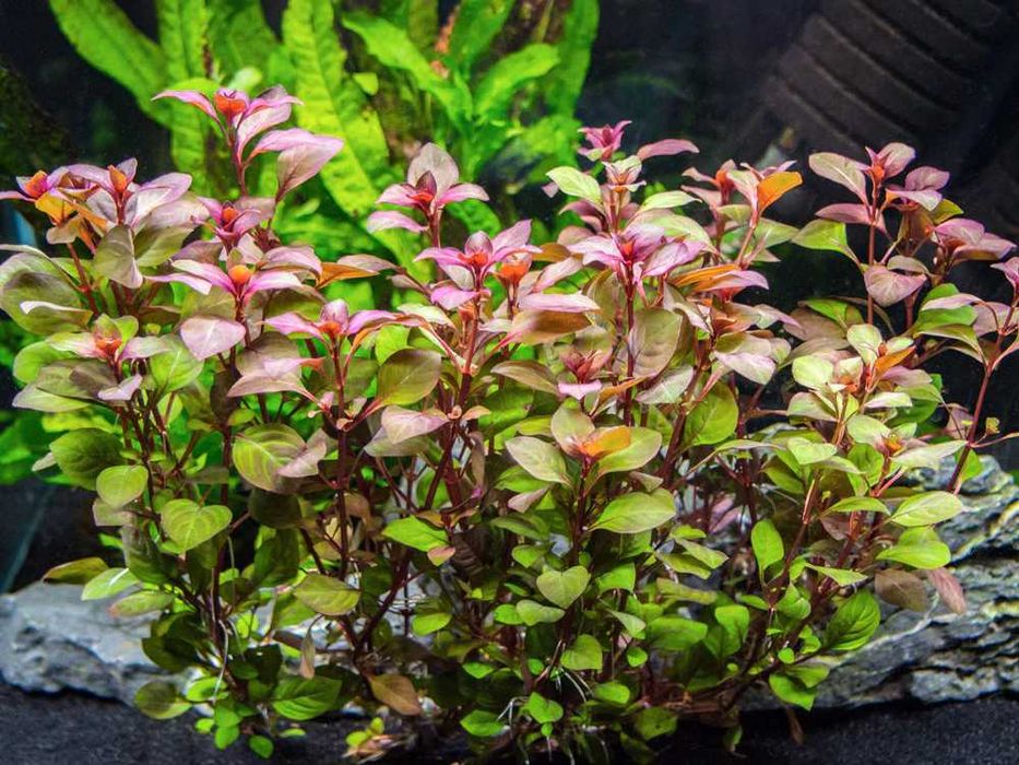 guppy, xifo, plante, accesori, acvariu