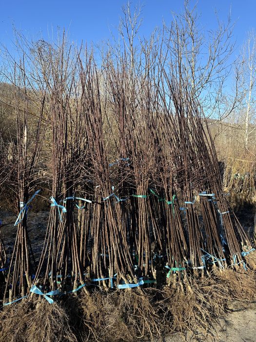 Pomi fructiferi de cea mai buna calitate