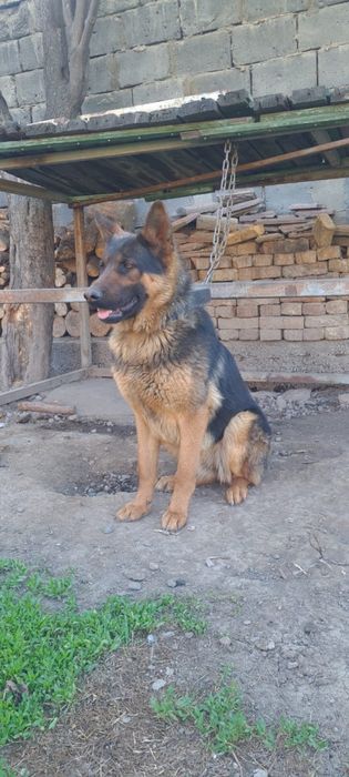 Продам немецкую овчарку !