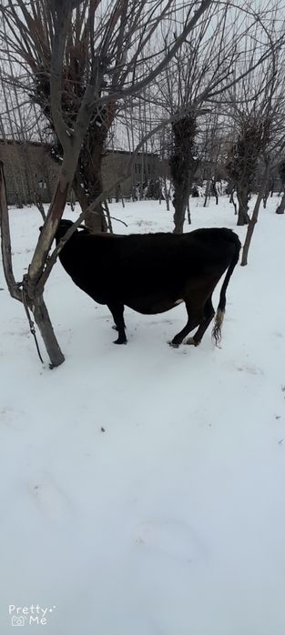 Bugoz 7 oydan oshgan