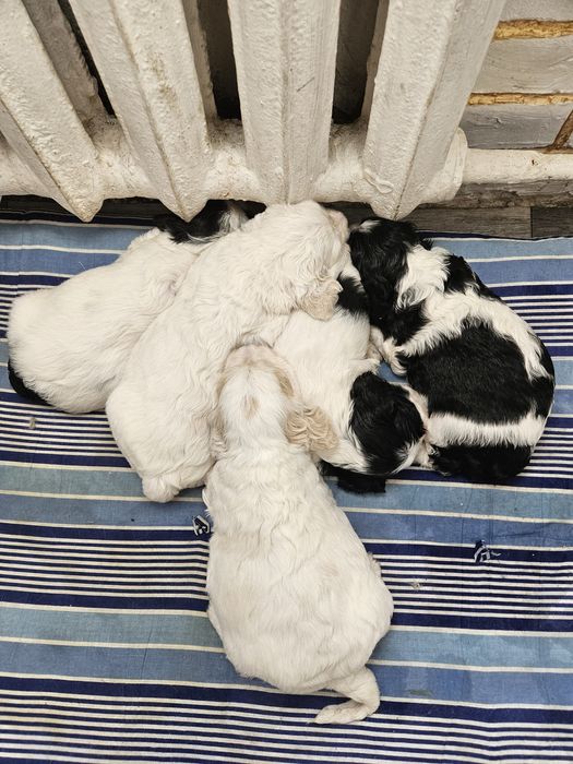 Американский кокер спаниель.