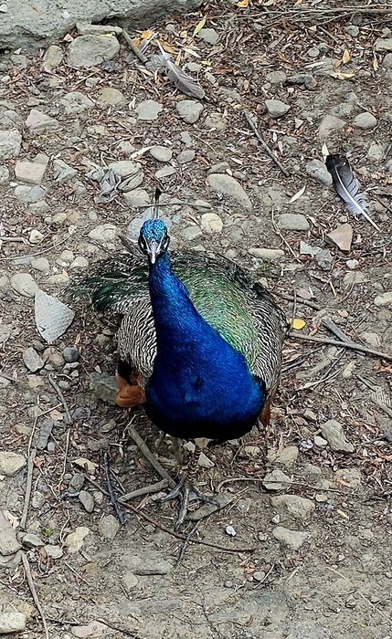 Vand o familie pauni