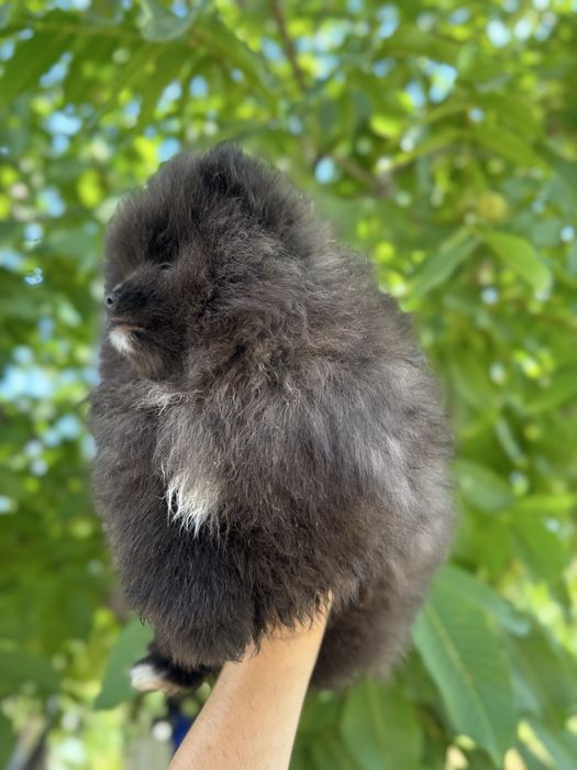 Померан bear face