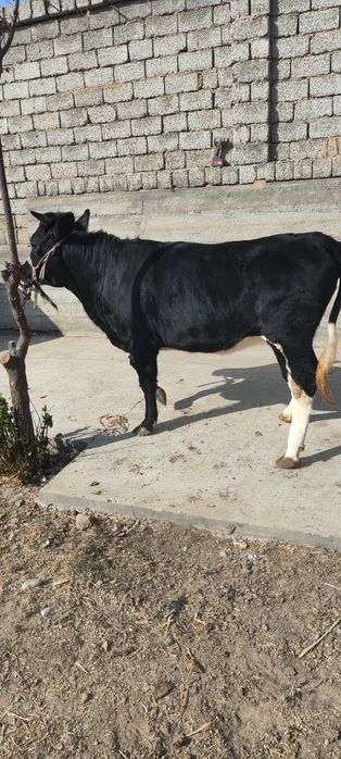 Ғунажинлар сотилади