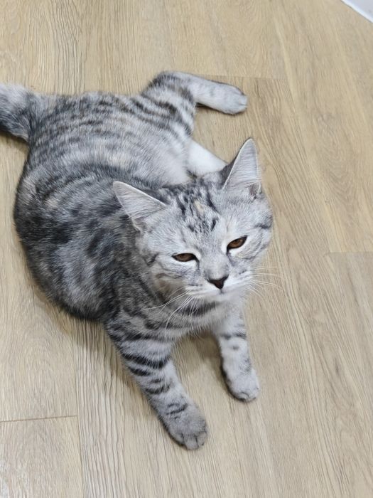 Отдадим кошечку в добрые руки