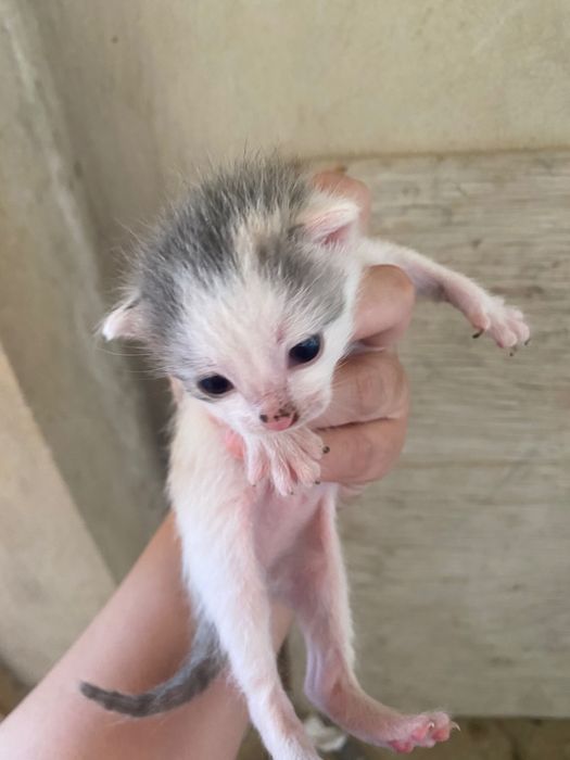 Вислоухий котёнок