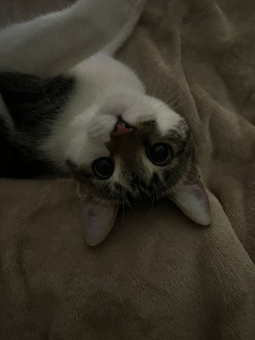 Котёнок подросток в добрые руки