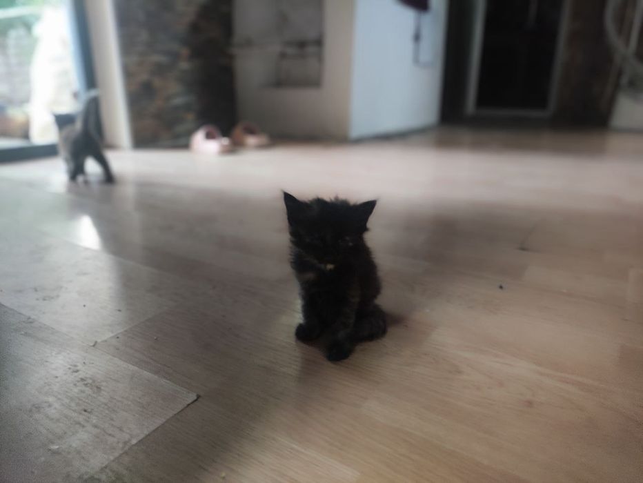 Котята домашние продам срочно
