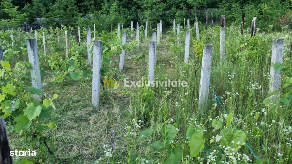 Casă P+M cu 1.558 mp teren, livadă și garaj
