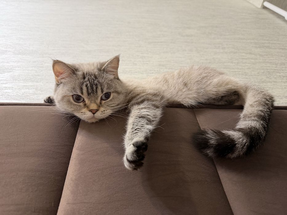 Отдам породистую кошечку