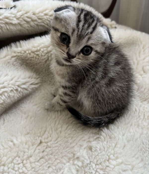 Продам шотландских котят