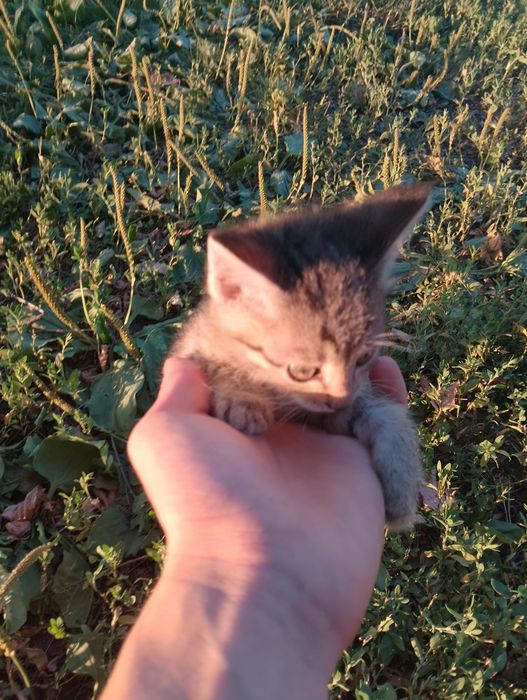 Котята в добрые руки
