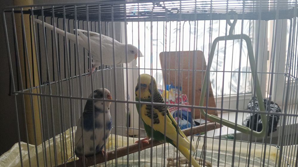папугайлар соглом
