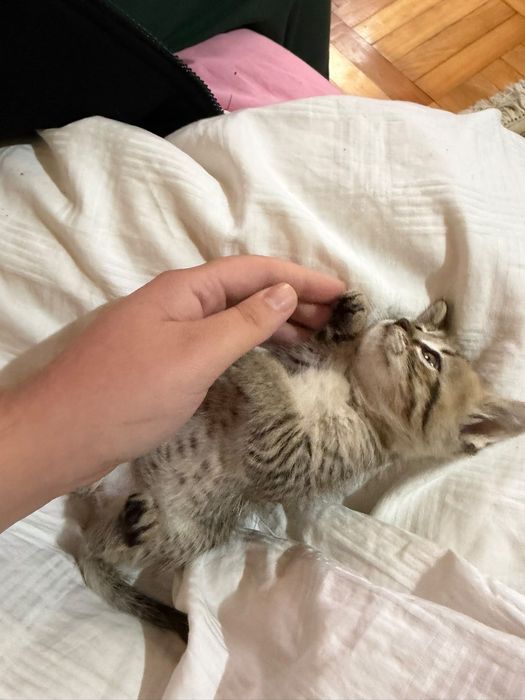 Pisici spre Adoptie