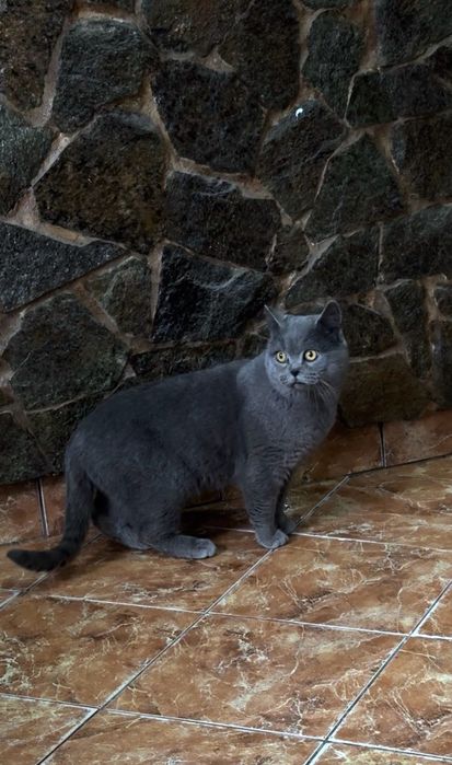 Pisica British Shorthair
