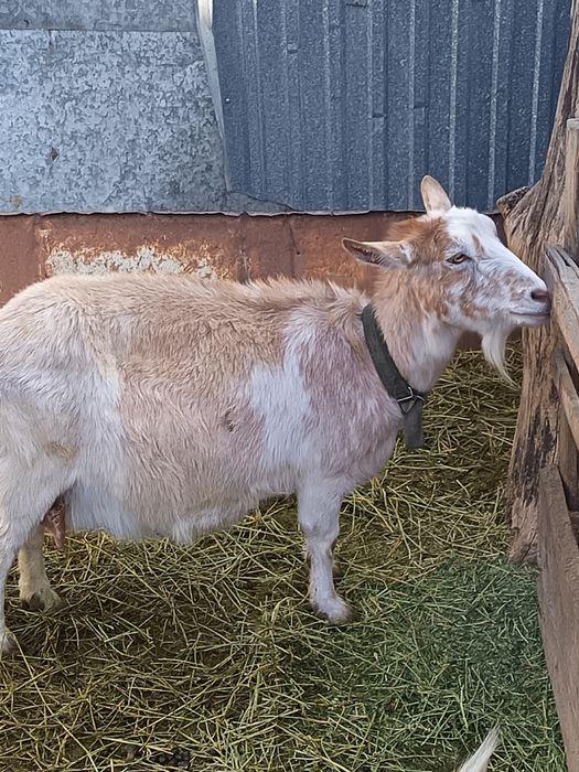 Продам козу беременная